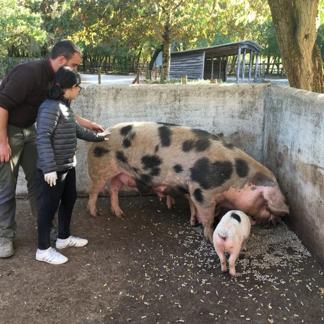 13 Nourrissage Cochons Img 6318cc Seguy Lot Tourisme