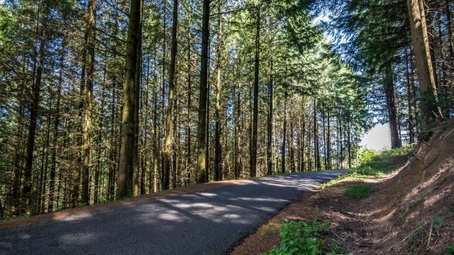 Sous bois dans le Ségala