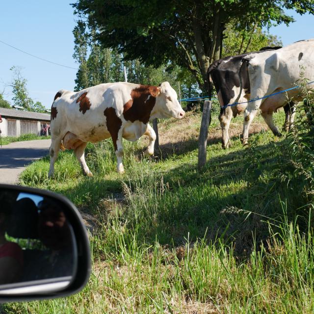 Vaches dans le Ségala