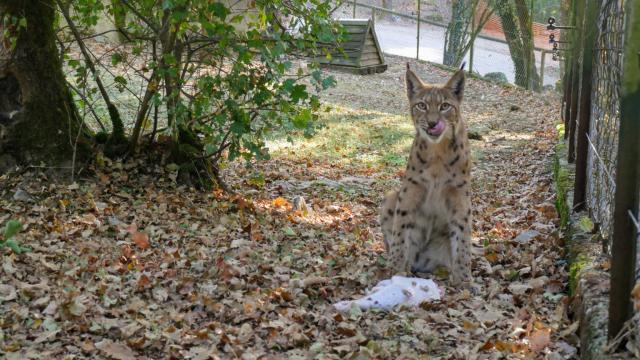 5 Nourrissage Lynx P1010489cc Seguy Lot Tourisme