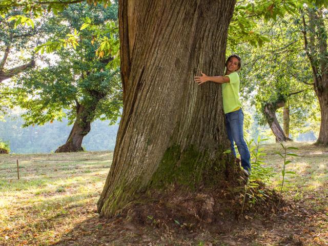 Aude Et Les Chataigniers De Caminel