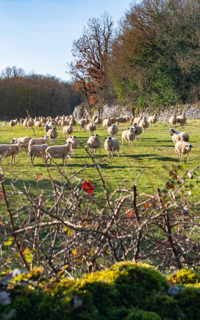 Brebis du causse