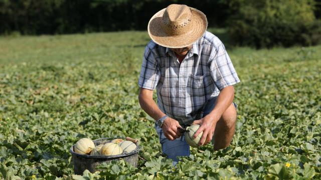 Récolte du melon du Quercy