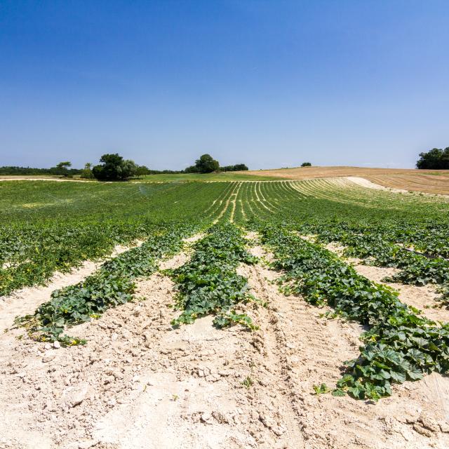 Champ de melons du Quercy à Flaugnac