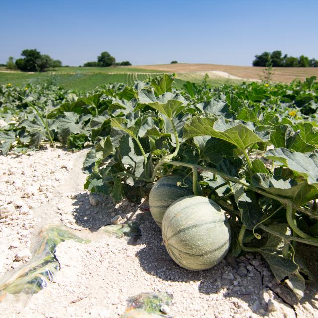 Champ de melons du Quercy à Flaugnac