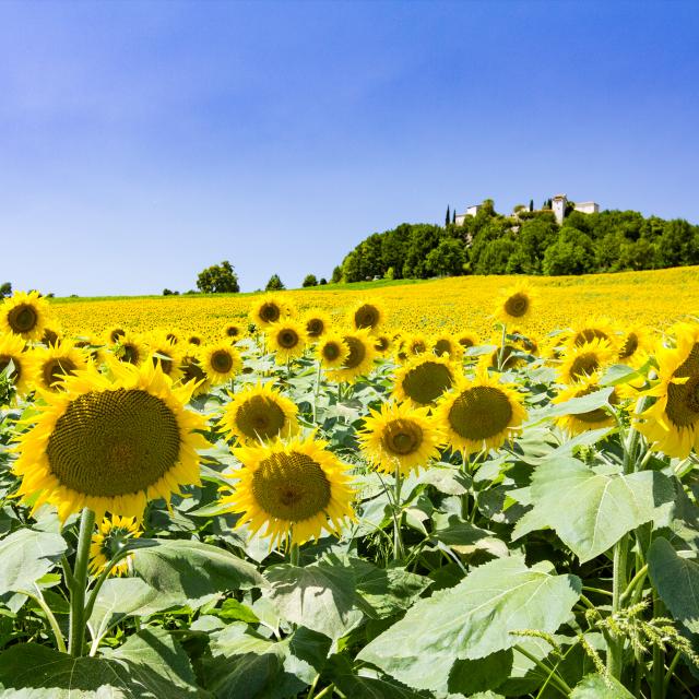 Champ de tournesols à Flaugnac