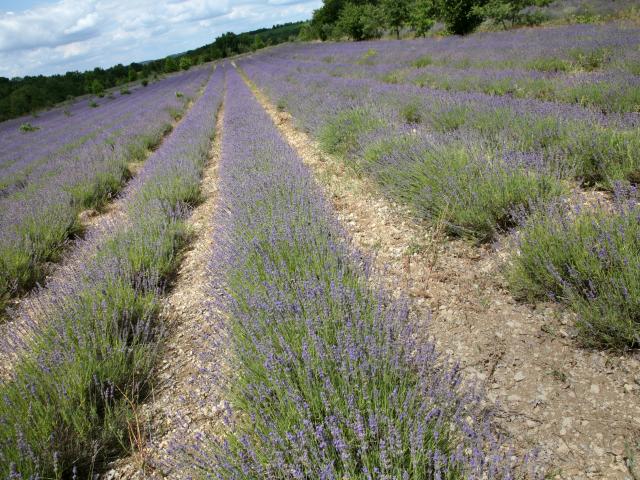 Champs de Lavande