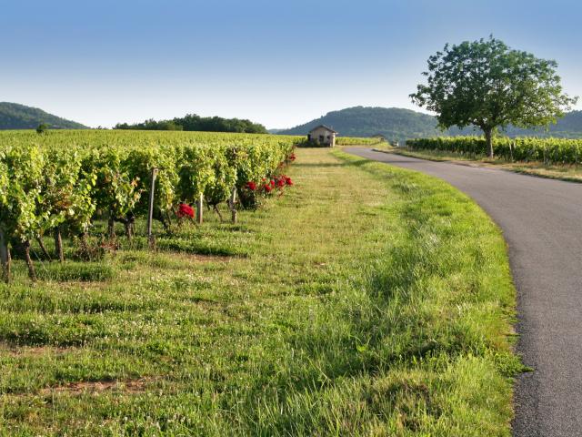 Dans le vignoble de Cahors