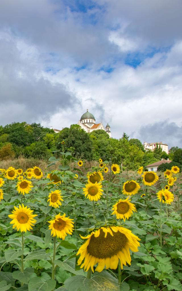 Dans les tournesols à Castelnau-Montratier