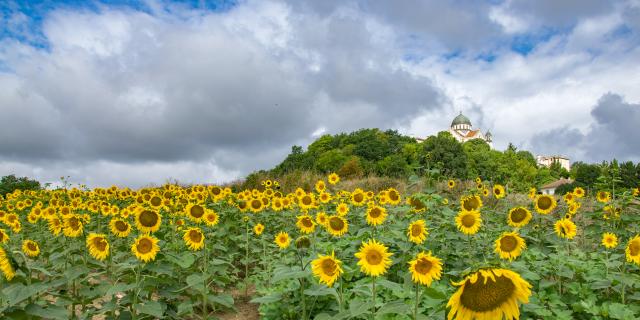 Dans les tournesols à Castelnau-Montratier