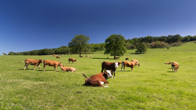 Des vaches heureuses dans leur Ségala - Terrou