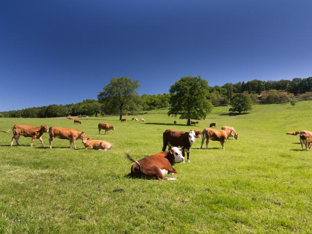 Des vaches heureuses dans leur Ségala - Terrou