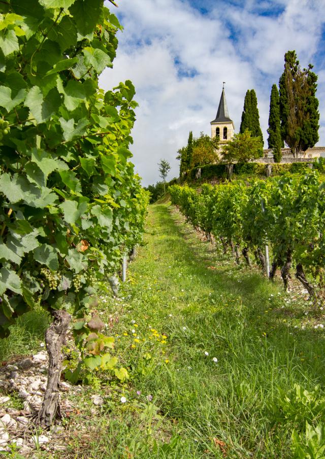 Eglise Saint-Etienne et ses vignes