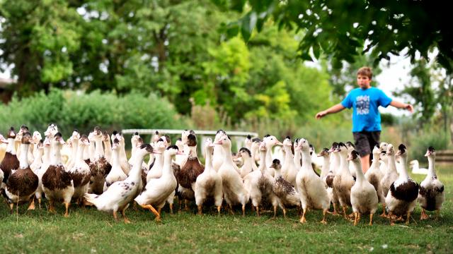 Elevage de canards