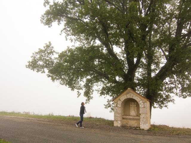 Grand Chêne à Cambayrac