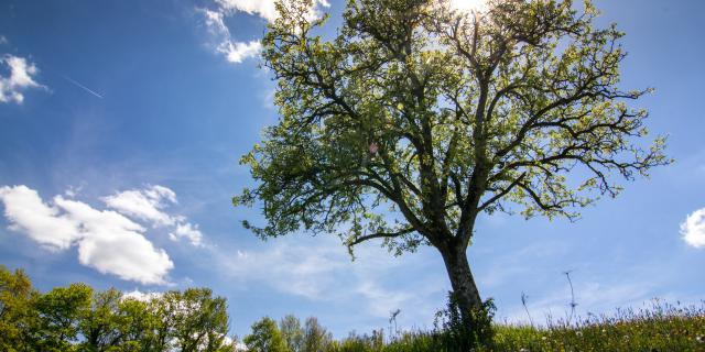 L'arbre isolé près du Lac de Bannac