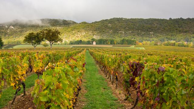 Maison de vignes à Albas