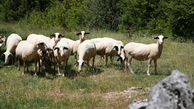 moutons à 