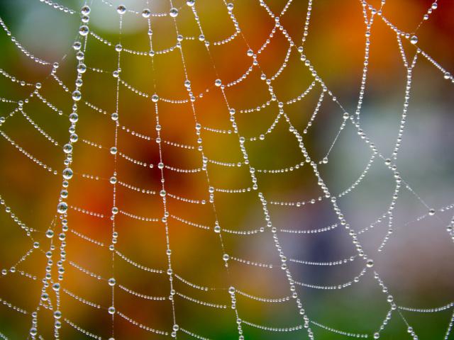 Perles de rosée sur la toile d'araignée