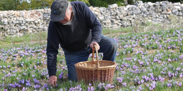 Récolte du Safran du Quercy