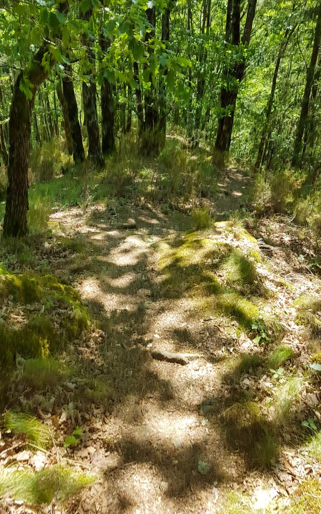 Sentier vers le Saut de Vieyres