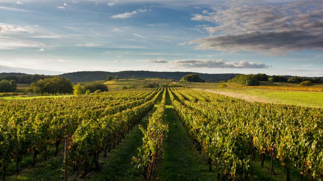 Soleil couchant sur les vignes à Mercuès