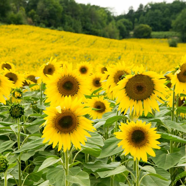 Tournesols A Saint Pantaleon C Lot Tourisme C Novello