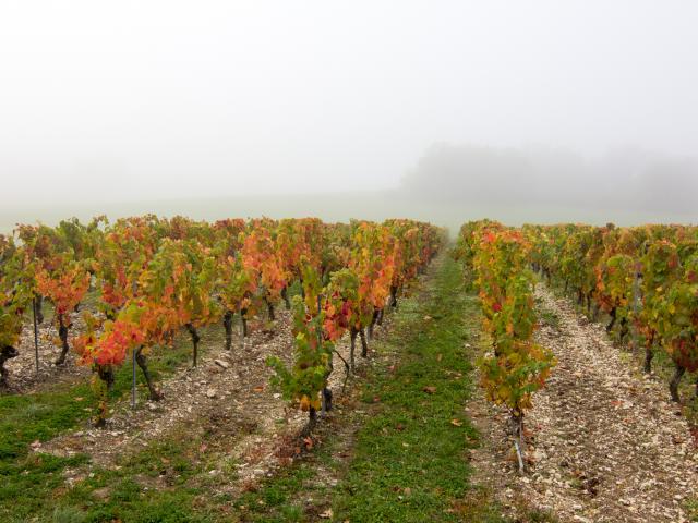 Vignes à Trébaïx