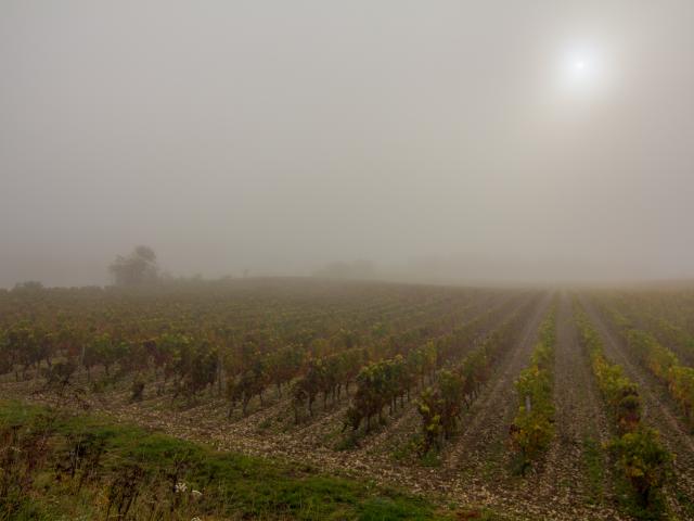 Vignes dans la brume à Trespoux-Rassiels