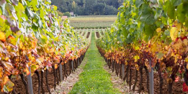 Vignes du Château de Caïx