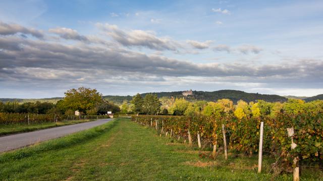 Vignes et Château de Mercuès