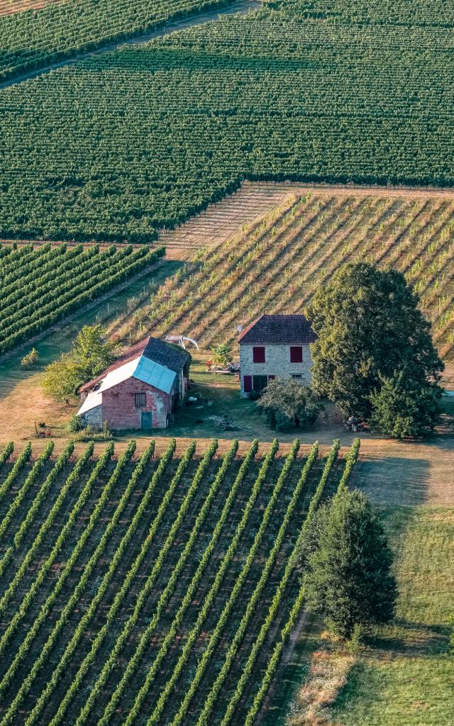 Vignoble de Cahors à Bélaye