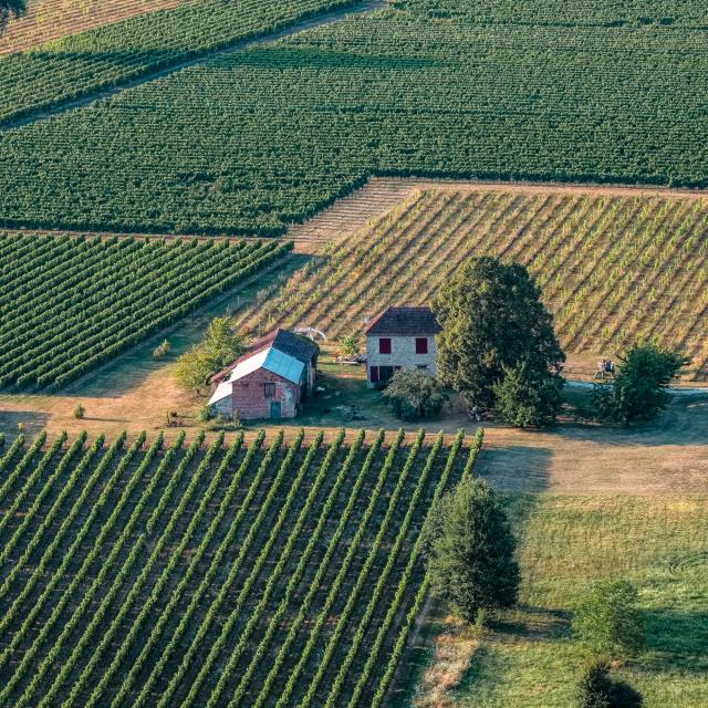 Vignoble de Cahors à Bélaye