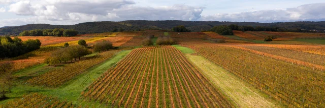 Vignoble de Cahors en automne à Mercuès