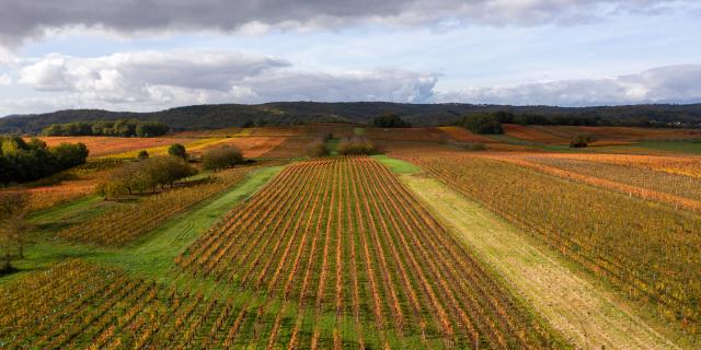 Vignoble de Cahors en automne à Mercuès