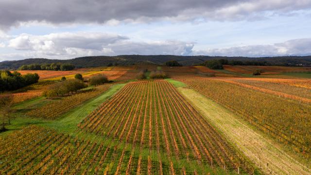 Vignoble de Cahors en automne à Mercuès