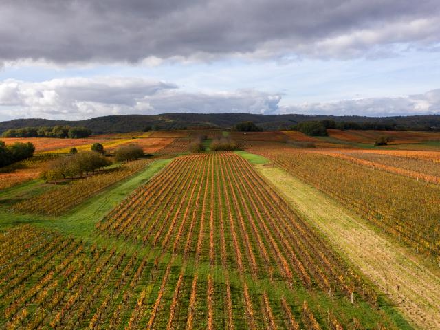 Vignoble de Cahors en automne à Mercuès