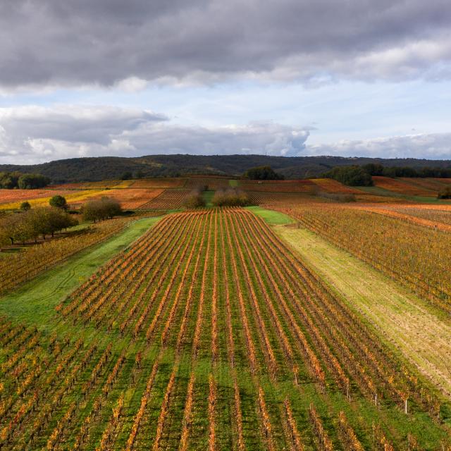 Vignoble de Cahors en automne à Mercuès