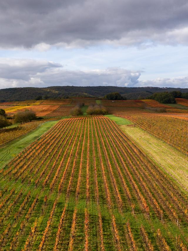 Vignoble de Cahors en automne à Mercuès