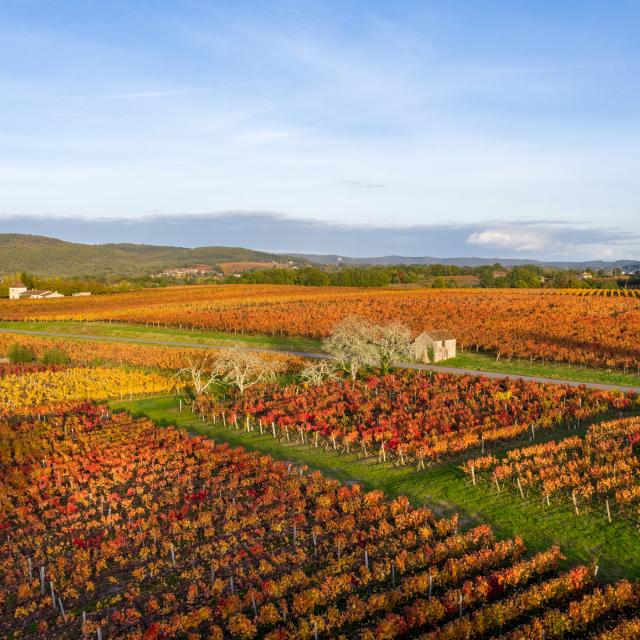 Vignoble de Cahors en automne à Parnac