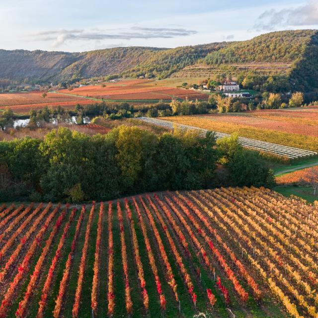 Vignoble de Cahors en automne à Parnac