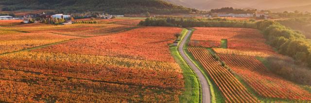 Vignoble de Cahors en automne à Parnac