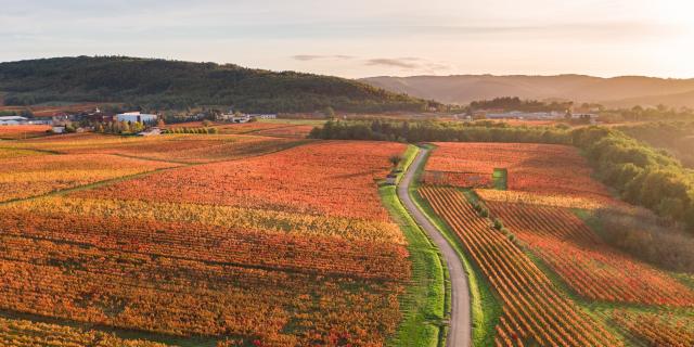 Vignoble de Cahors en automne à Parnac