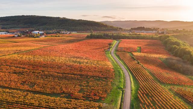 Vignoble de Cahors en automne à Parnac