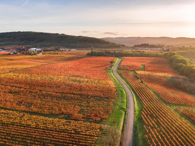 Vignoble de Cahors en automne à Parnac