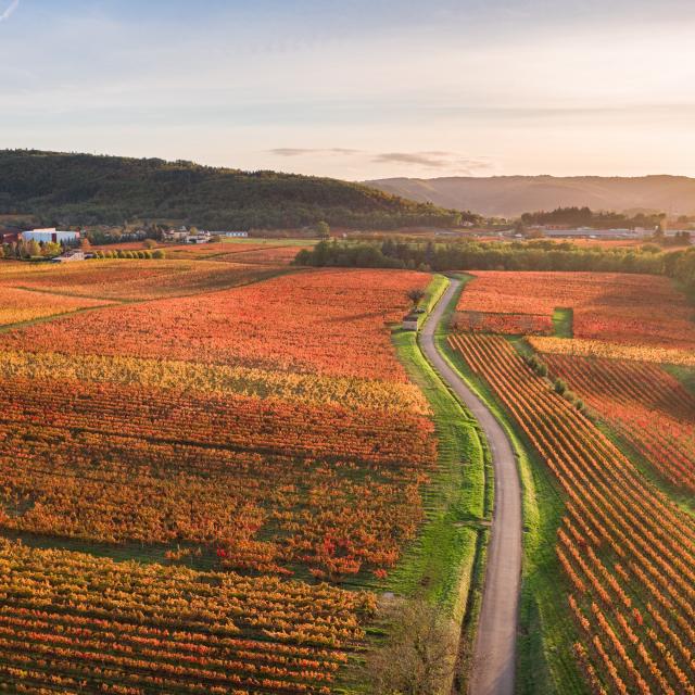 Vignoble de Cahors en automne à Parnac