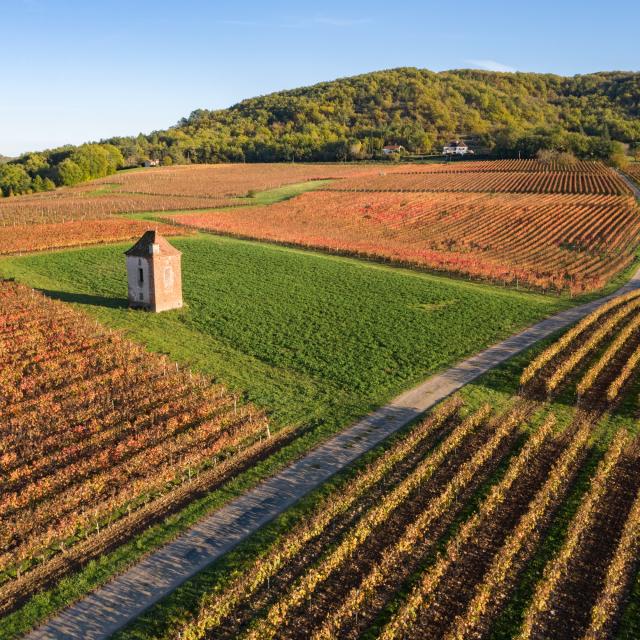 Vignoble et maison de vigne à Albas en automne