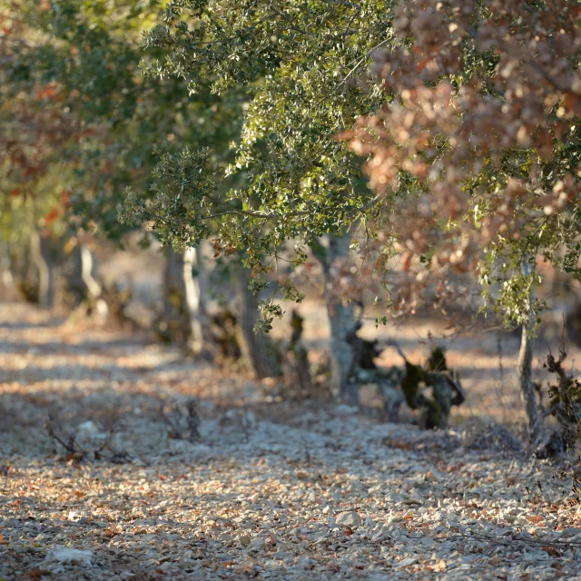 Plants truffiers entre les vignes