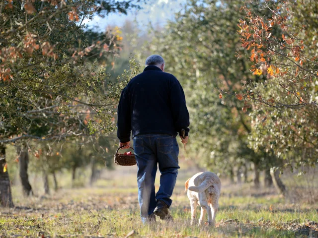 Cavage avec un labrador