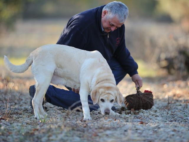 Cavage avec un labrador